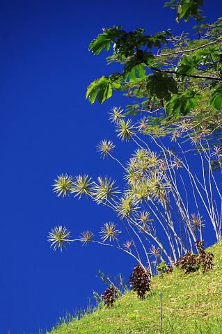 056 Pura Vida Garden, Costa Rica.JPG